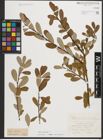 Foto von Salix triandra L.